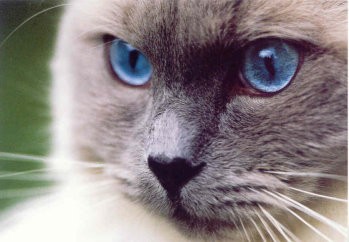 Postkarte Blaue Augen