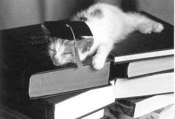 Postkarte s/w Cat Studies
