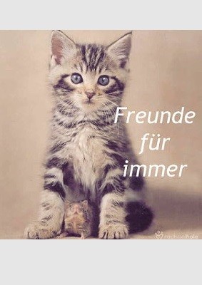 Buch: Freunde für immer