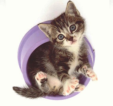Quadratische Postkarte Kitten im Napf